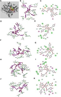 In Vitro and in Silico Analysis of Phytochemicals From Fallopia dentatoalata as Dual Functional Cholinesterase Inhibitors for the Treatment of Alzheimer’s Disease